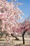 Almond plantation in blossom
