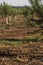 Almond plantation trees