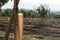 Almond plantation trees