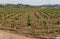 Almond plantation trees