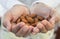 Almond seeds in girl hand.