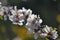 Almond spring flowers in the park. Beautiful flower.