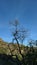 Almond tree against blue sky with whispy clouds