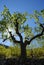 Almond tree, backlit in the Spring