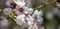 Almond tree bloom orchard tree flower, close up view. Spring blossom, copy space