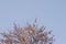 Almond tree blooming and blue sky