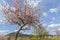 Almond tree Blooming Landscape in the Pfalz Southern Wine Route Germany