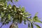 Almond tree branches with unripe fruits on a background of blue sky