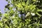 Almond tree branches with unripe fruits on a background of blue sky