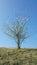 Almond tree on crest of hill