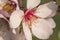 Almond tree flower close up