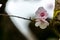 Almond Tree Flowers in a Cloudy Day