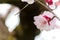 Almond Tree Flowers in a Cloudy Day