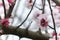 Almond Tree Flowers in a Cloudy Day