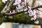 Almond Tree Flowers in a Cloudy Day