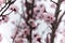 Almond Tree Flowers in a Cloudy Day