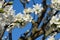 Almond tree flowers in detail with blue sky