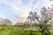 Almond tree grove with sunset picturesque sky