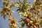 Almond tree at the harvest time