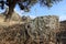 Almond tree on mountain in middle angle with rocks in back and stones in front