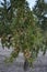 Almond tree in an orchard, covered in almonds