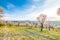 Almond tree orchard near Hustopece city in bloom. Landscape view near Palava hills, south moravia region. Beautiful spring weather