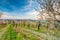 Almond tree orchard near Hustopece city in bloom. Landscape view near Palava hills, south moravia region. Beautiful spring weather