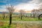 Almond tree orchard near Hustopece city in bloom. Landscape view near Palava hills, south moravia region. Beautiful spring weather