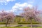 Almond tree with pink blossom Landscape Southern Wine Route Ger