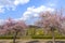 Almond tree with pink blossom Landscape Southern Wine Route Ger