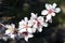 Almond tree pink flowers