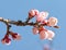 Almond tree pink flowers. Buds of the blossoming almonds. Blue sky. Spring blossoming. Springtime. Close up.