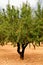 Almond tree with ripe fruits