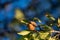 Almond tree with ripe hard nuts in shell ready to harvest