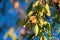 Almond tree with ripe hard nuts in shell ready to harvest