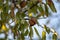 Almond tree with ripe hard nuts in shell ready to harvest