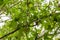 Almond on tree before ripening