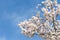 Almond tree springtime blooming of white flowers over blue sky