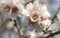 Almond tree springtime flowers detail