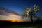 Almond tree at sunset