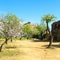 Almond tree and Temple of Juno