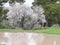 Almond tree in winter bloom