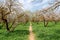 Almond trees