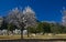 Almond trees in bloom