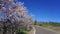 Almond trees in bloom near the road on a sunny spring day in Tenerife, Canary Islands, Spain