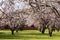 Almond Trees Blossoms Blossoming in the park during August. Spring Time in Adelaide South Australia.