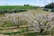 Almond trees in flowers around Miravet, Spain