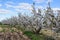 Almond trees in flowers around Miravet, Spain