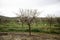 Almond trees in forest