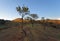 Almond trees in mountain landscape